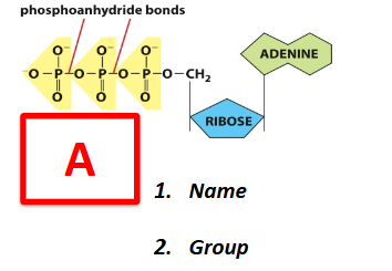 <p>name the activated carrier and the group it carries</p>