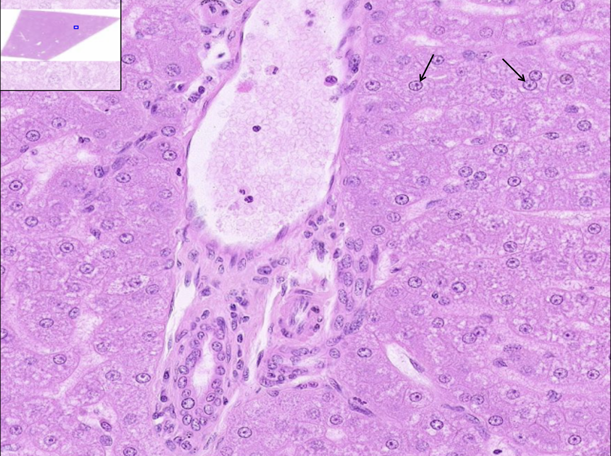 <p>What structures are these?</p>