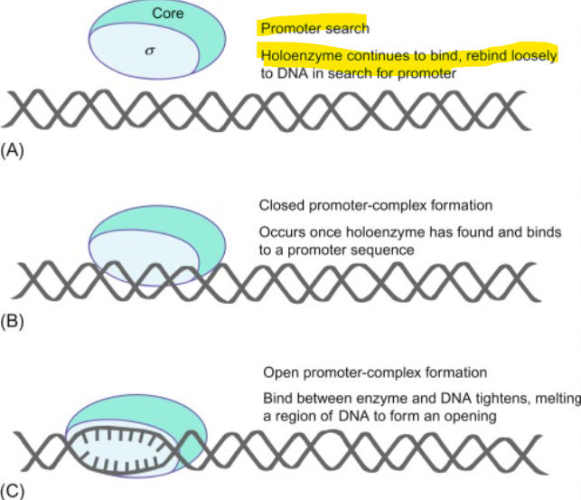 <p>what does the holoenzyme do?</p>