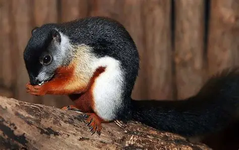 <p>Common Name: Prevost’s Squirrel</p><p>Order: Rodentia </p><p>Family: Sciuridae </p>