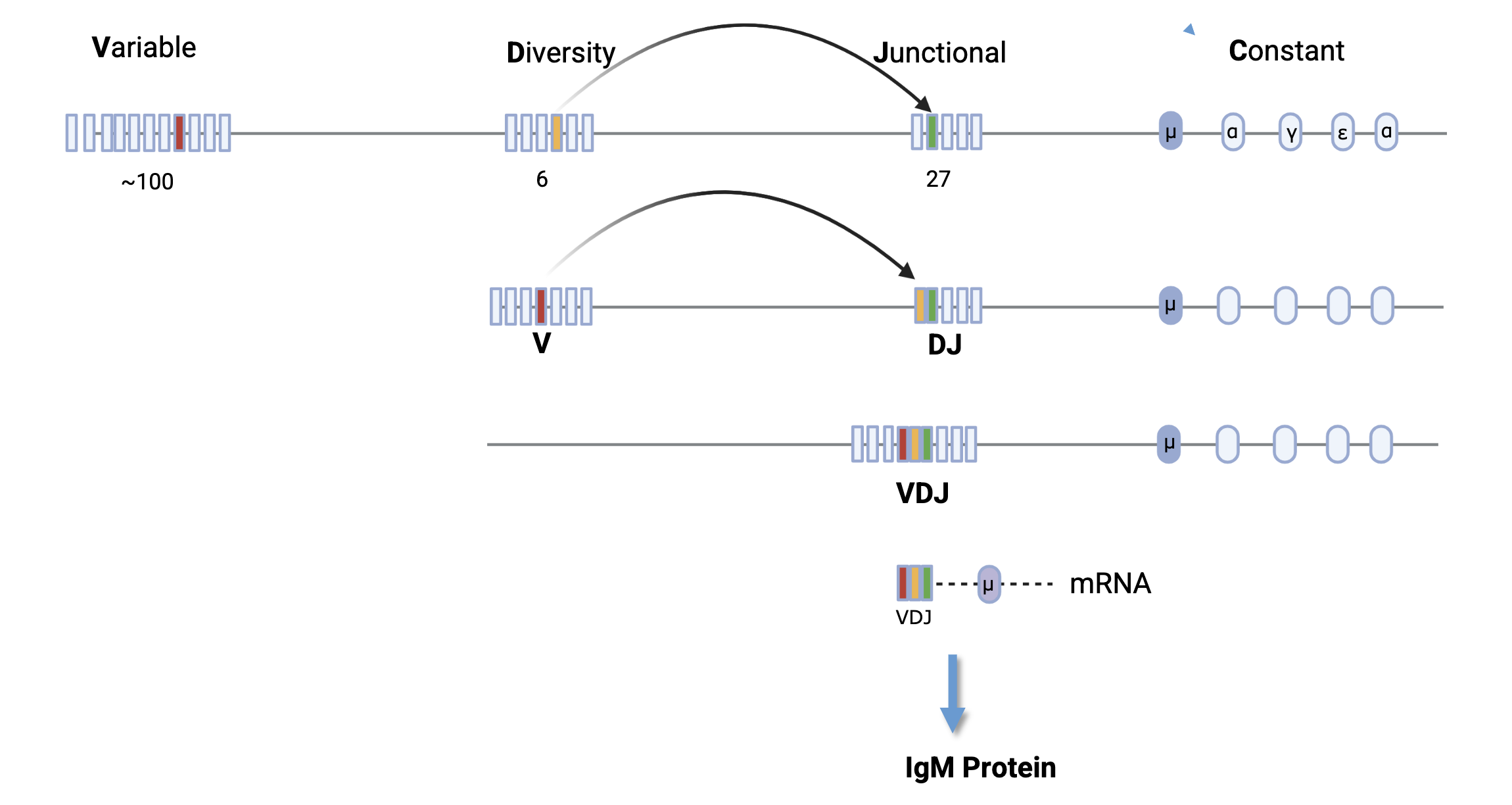 <p>As a B cell develops, the following gene rearrangement happens in the H-chain locus</p>