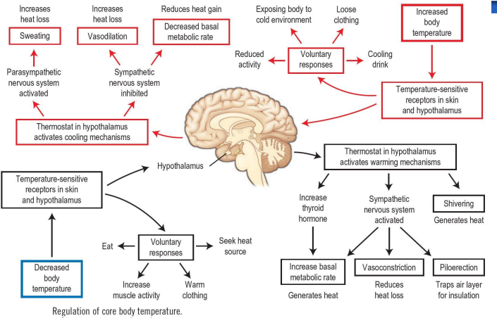 <p>The regulation of body temperature</p>