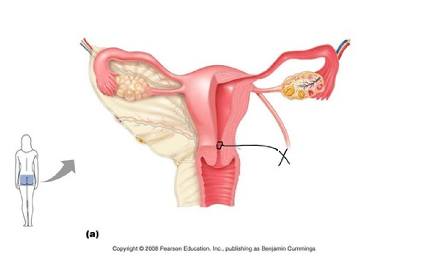 knowt flashcard image