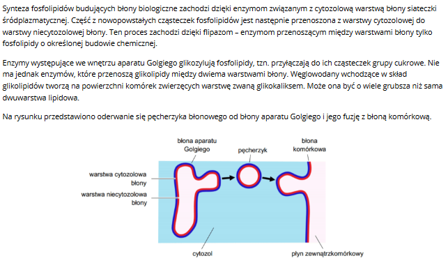 <p>w jaki sposób glikolipidy syntetyzowane w wewnetrznej błonie aparatu golgiego dostają się do zewnętrznej warstwy błony komórkowej</p>