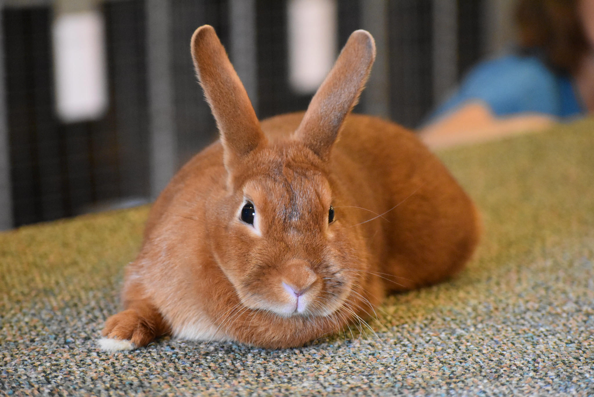 <p>Common Name: Domestic Rabbit</p><p>Order: Lagomorpha </p><p>Family: Leporidae </p>