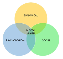 <p>Answer: A, B, and E</p><p>A Biological</p><p>B Psychological</p><p>E Social</p>
