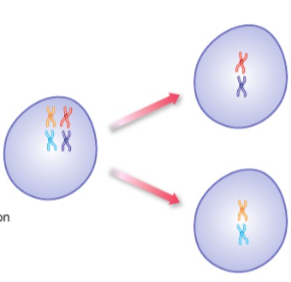 <p>the two sets of chromosomes ‘pair up’ forming 23 pairs, and the pairs get separated into two new cells</p>