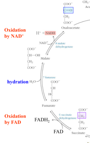 <p>The last three reactions convert a methylene group of succinate to a carbonyl group in OAA</p><ul><li><p>rxn 6 = succinate and FAD turns into FADH2 and fumarate with the enzyme succinate dehydrogenase complex (oxidation by FAD), energy capture, reversible </p></li><li><p>rxn 7 = fumarate goes through hydrating and makes malate, water added accross double bond, reversible </p></li><li><p>rxn 8 = takes malate and NAD+ to make oxaloacetate, NADH, and H+ ions with the enzyme malate dehydrogenase, reversible, energy capture (oxidation by NAD+)</p></li></ul><p></p>