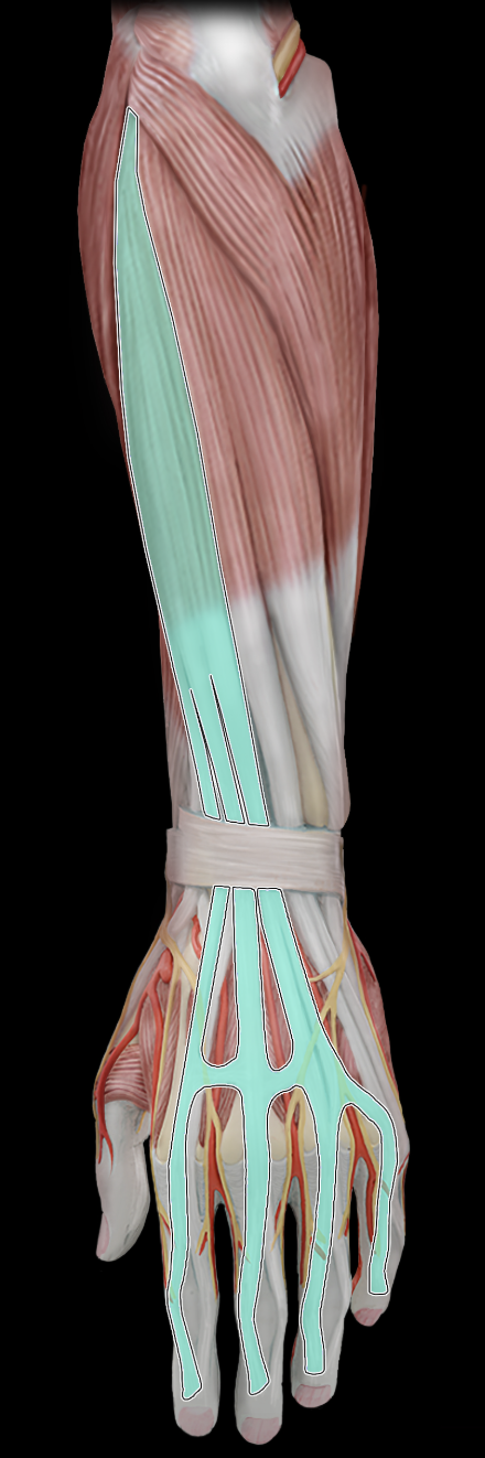 term image