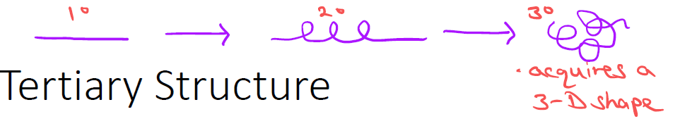 <p>When the helix or pleated sheet folds irregularly into a 3D shape, forming disulfide bridges, hydrogen bonds, and ionic bonds between amino acids in the chain.</p>