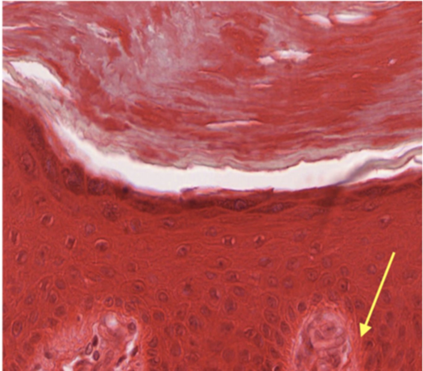 <p>Identify the specific layer</p>