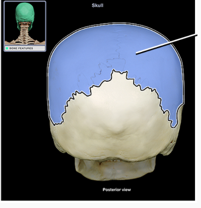 <p>What structure is indicated</p>