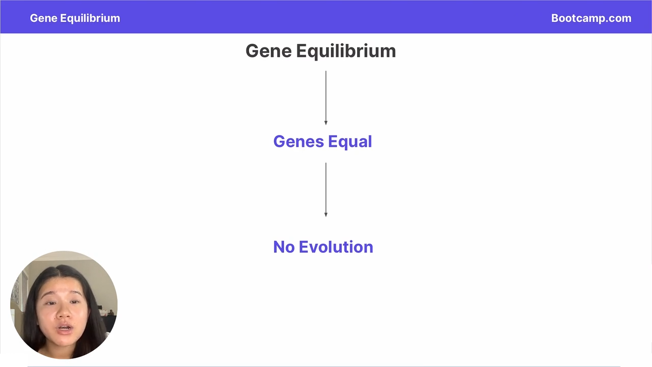 <p>no change in allele frequencies, leading to no evolution </p>