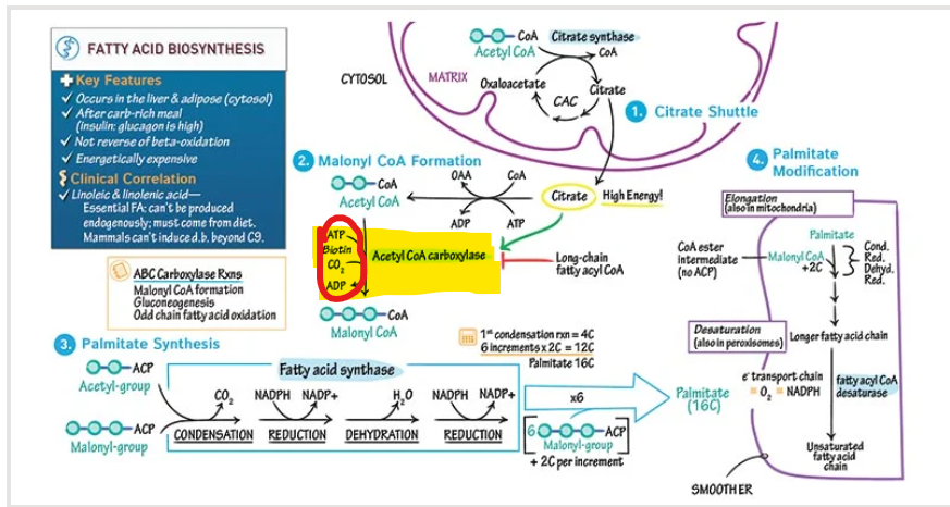 <p>The <strong>first committed and rate-limiting step</strong> in fatty acid synthesis is the formation of <strong>malonyl-CoA</strong> from acetyl-CoA, catalyzed by <strong>acetyl-CoA carboxylase (ACC)</strong></p><p><strong>What is this reaction dependent on and what does it require </strong></p>
