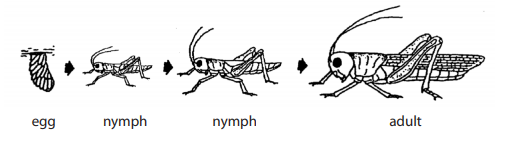 <p>this is an example of ________ metamorphosis or __________ development </p>
