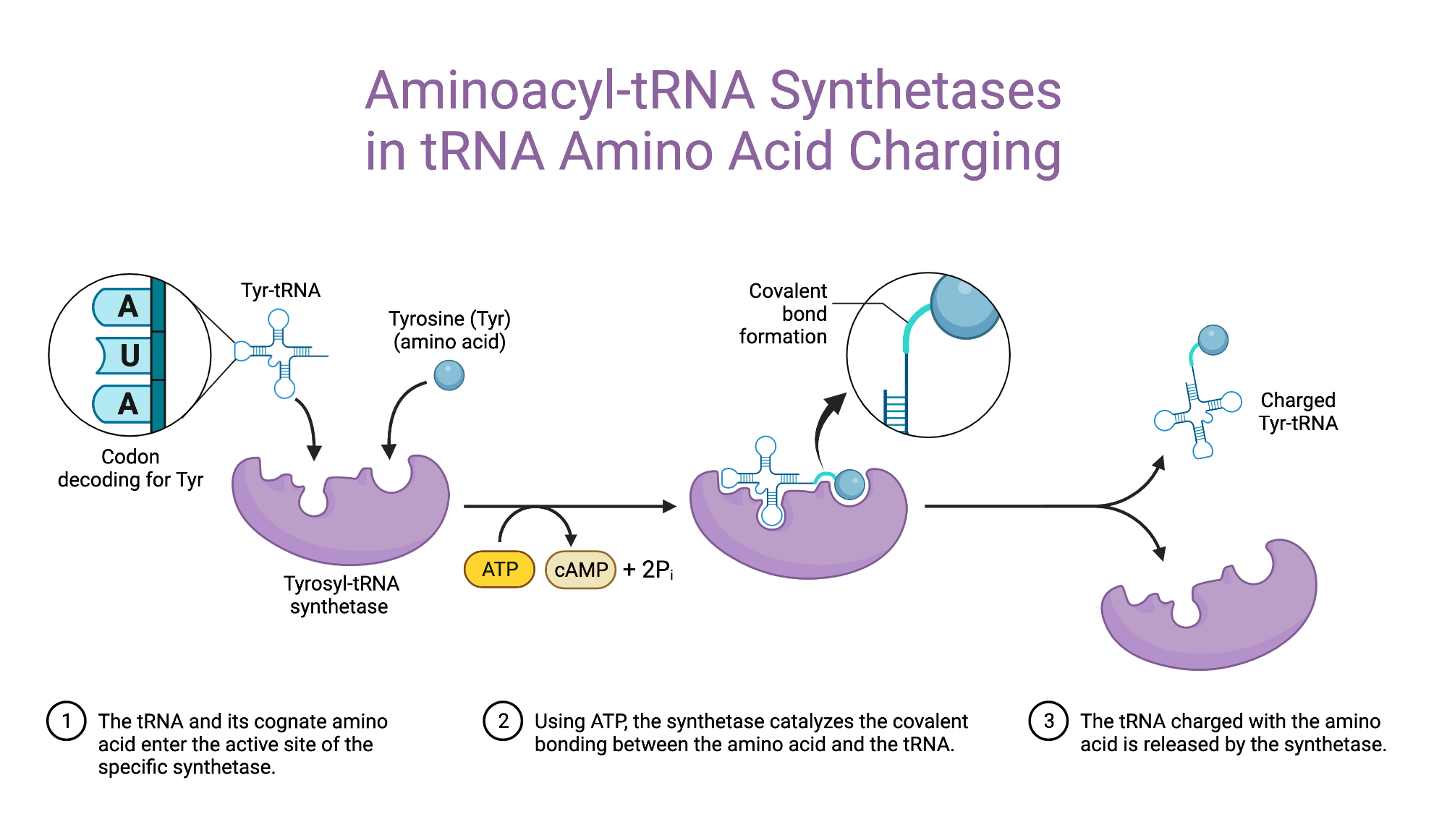 <p>an enzyme that attaches the correct amino acid to its corresponding tRNA, ensures that the correct amino acid is attached to each tRNA, helping connect mRNA codon sequence to the correct amino acid sequence</p>