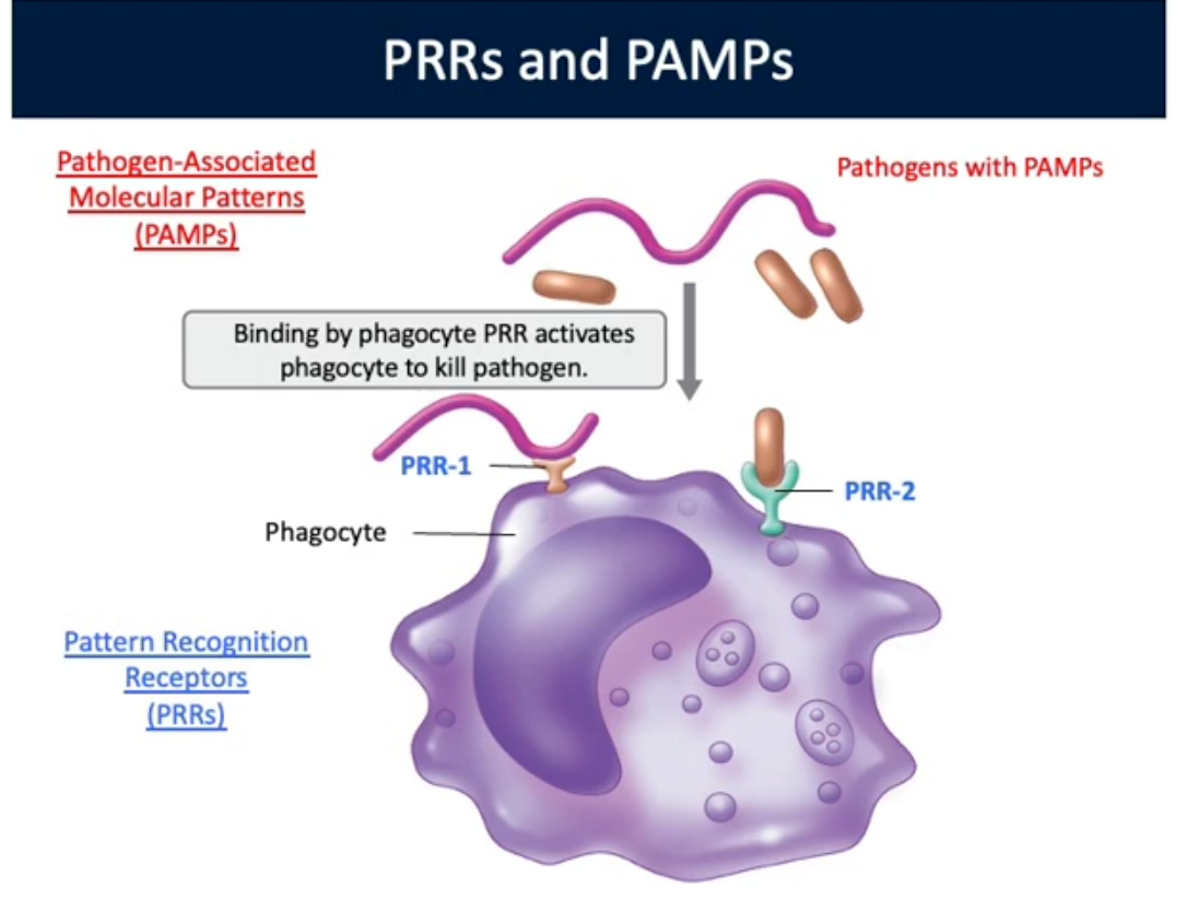 <p>Recognize Foreign Pathogens</p>