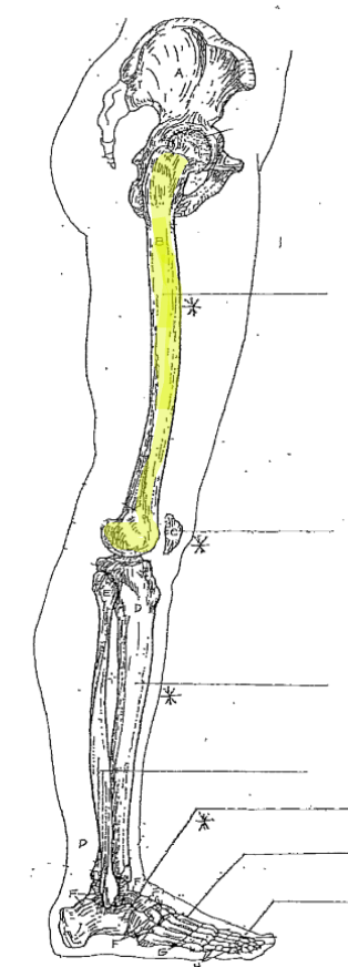 <p>What is the highlighted part of the leg? </p>