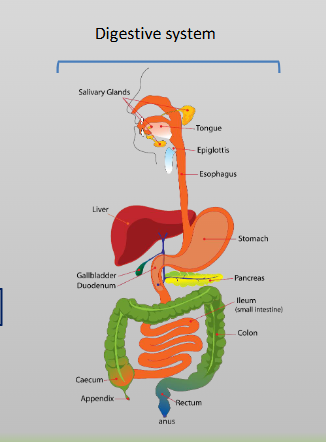 <p>A group of organs that work together to perform vital, complex body functions</p><ul><li><p>Made up of organs working together</p></li></ul><p></p>