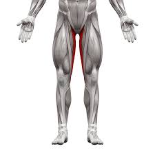 <p>Adducts thigh</p>