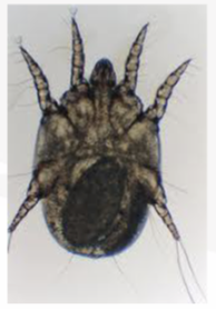 <p>Is this mite a burrowing or non burrowing mite?</p>