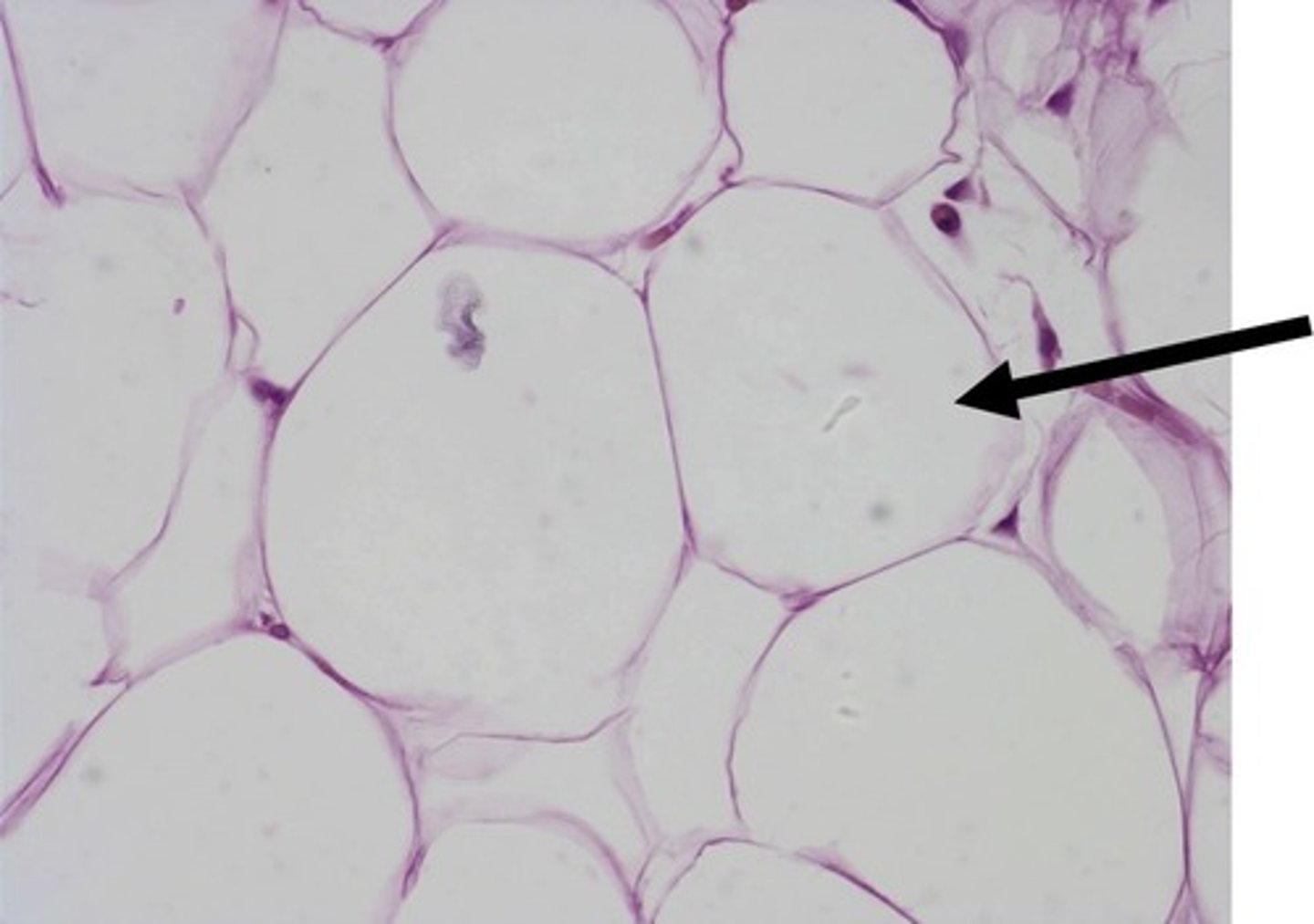<p>type of cell?</p>