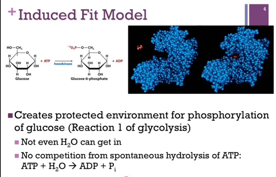 <p>Also provides a protected environment for this phosphorylation! As if that hexokinase closes its arms so tightly around that glucose and ATP substrate (?) that there’s no room for anything else! NOT EVEN water can get in. Important. ATP CAN be spontaneously hydrolyzed to release Pi and ADP. If this occurs, we have not been successful. We have not transferred that PHOSPHATE to glucose; we would’ve just broken a bond without actually carrying out the chemistry we’re interested in. SO, it becomes important that we exclude water so that we don’t have this competition for the actual catalytic reaction we want to carry out. </p>