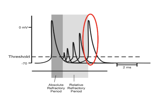 <ul><li><p><span style="background-color: transparent;">When action potential is generated, the Na+ channels are closed due to the inactivation gate, however the two types of gates need to reconfigure to their original form for the membrane to be ‘excited’</span></p></li><li><p><span style="background-color: transparent;">Types of refractory periods</span></p><ul><li><p><span style="background-color: transparent;"><strong>Absolute RP:</strong> no channels are reconfigured and therefore no secondary actions potential</span></p></li><li><p><span style="background-color: transparent;"><strong>Relative RP: </strong>some but not all channels are reconfigured, the channels that are reconfigured are able to produce another AP right after</span></p></li></ul></li></ul><p></p>