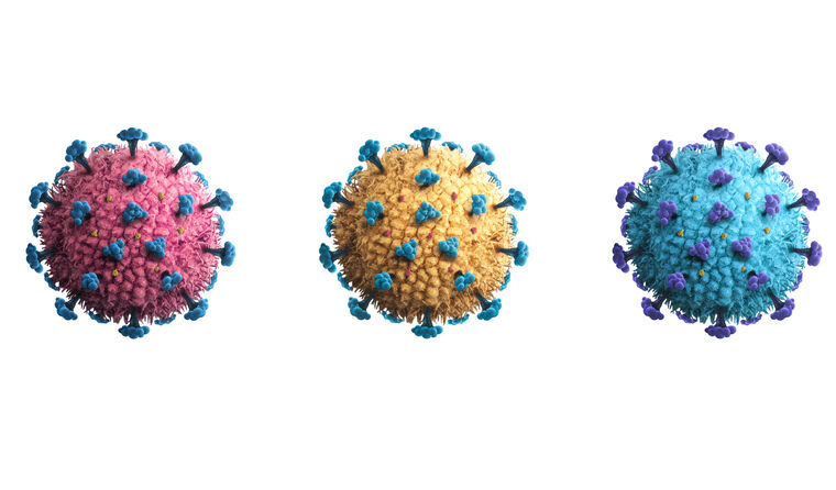 <p>strain (n)</p>