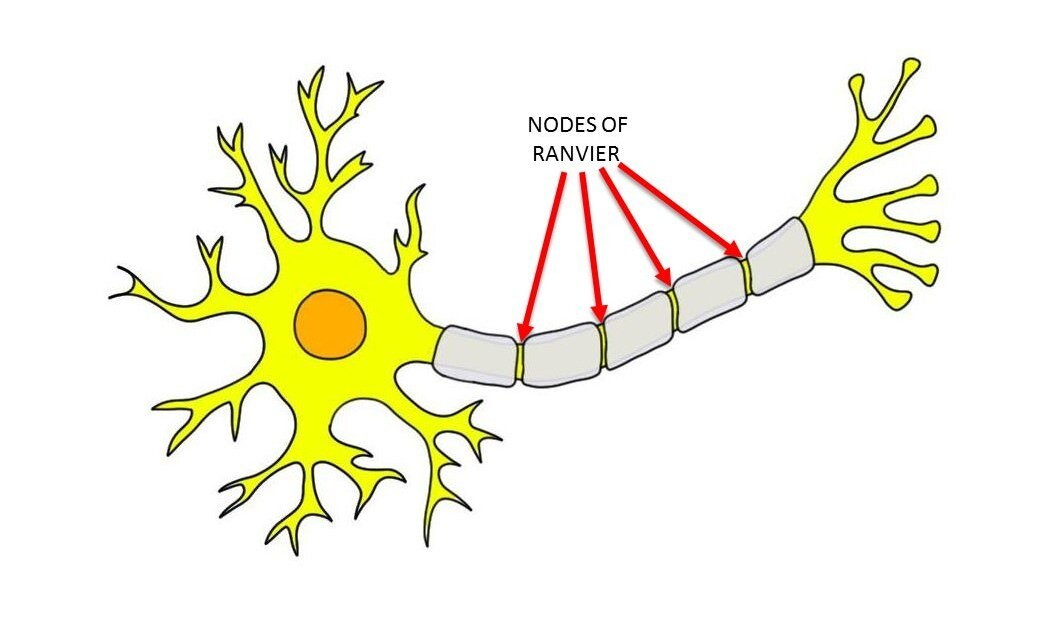<p>Gaps between adjacent Schwann cells where there is no myelin sheath</p>