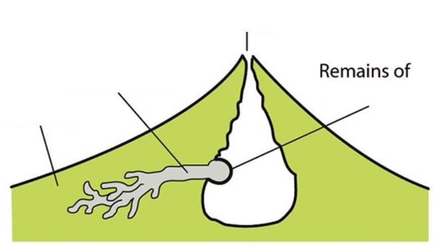 <p>Label the structures (hint: process of pollination).</p>