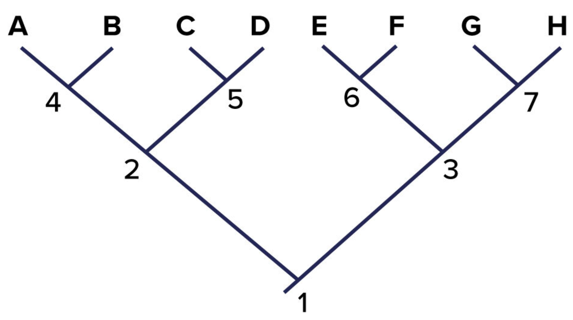<p><span>Which species on this cladogram is/are the most recent in evolutionary time?</span></p>