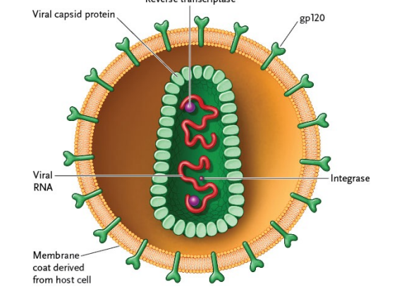 <p>HIV infects particular cells of the immune system. </p><p>Mild initial symptoms disappear as antibodies appear in the body and the number of viral particles drops. </p><p>Although an infected person may appear healthy for years, HIV spreads steadily to other immune system cells. </p><p>Ultimately, the body’s immune response is destroyed, making the HIV-infected person susceptible to other infections.</p>