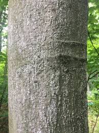 <p>alternate, simple leaves with parallel veins ending in sharp teeth; holds onto leaves in winter (marcescence); pointy, imbricate buds</p>