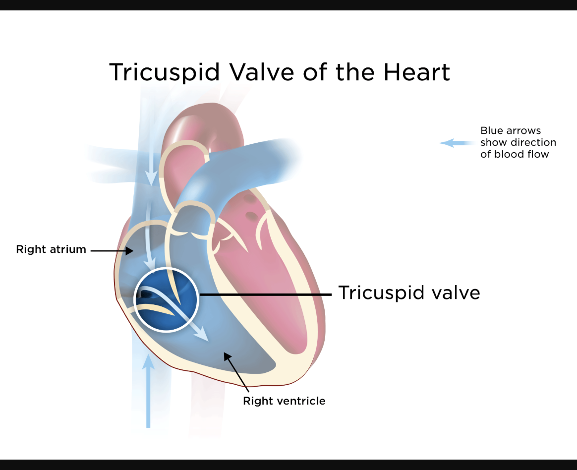 <p>Valve located between right atrium and right ventricle.</p>