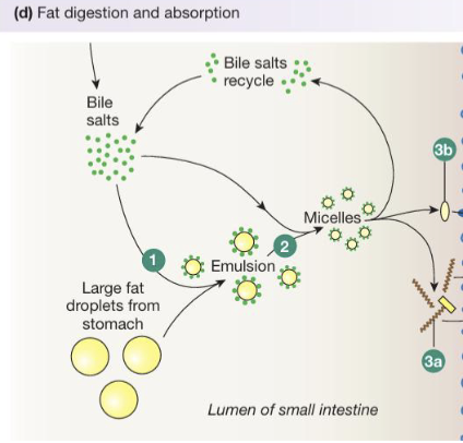 <ul><li><p>Following digestion, lipid products aggregate to form disk-shaped micelles that transport hydrophobic lipids through the aqueous intestinal lumen</p></li><li><p>At the brush border, fatty acids and monoglycerides leave the micelles and are absorbed by simple diffusion across the lipophilic plasma membrane of enterocytes</p></li><li><p>Cholesterol uptake requires a specific transporter while bile salts remain in the lumen and are recycled</p></li></ul><p></p>