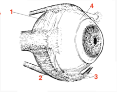 <p>what structure is 3?</p>