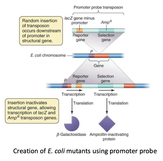 <ul><li><p><strong>Experimental evidence for the existence of regulons – SOS response</strong></p><ul><li><p>A <strong><em>promoter-probe transposon</em></strong> used to mutate <em>E. coli.</em></p></li><li><p>It contains promoterless <em>lacZ</em> reporter gene that can only be expressed if inserted within actively transcribed gene.</p></li><li><p>When it inserted next to a gene that was expressed in response to DNA damage, it was also expressed (resulting in blue colonies).</p></li><li><p><strong>This showed which genes were <em>required</em> for DNA damage repair</strong></p></li></ul></li></ul><p></p>