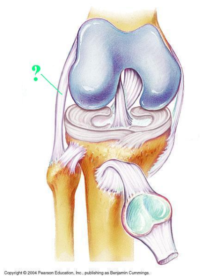 <p><span>Identify the structure.</span></p>