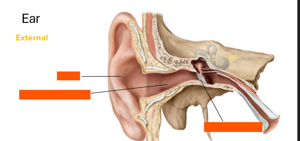 <p>Label the external ear</p>