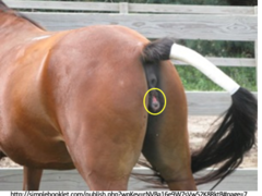 <p>What is "winking" in mares?</p>