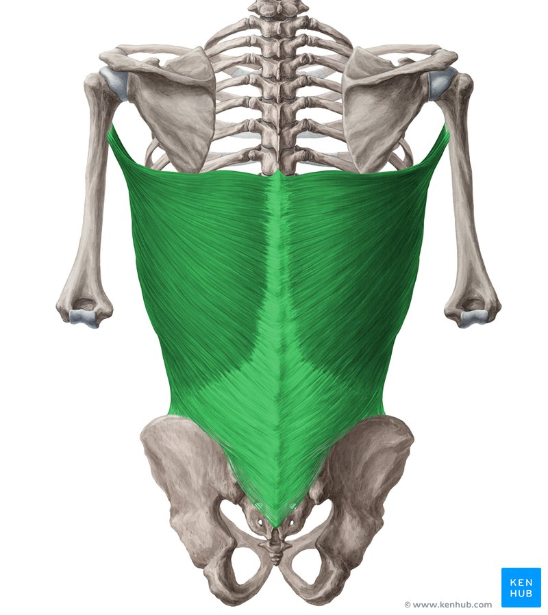 <p>latissimus dorsi (INSERTION)</p>