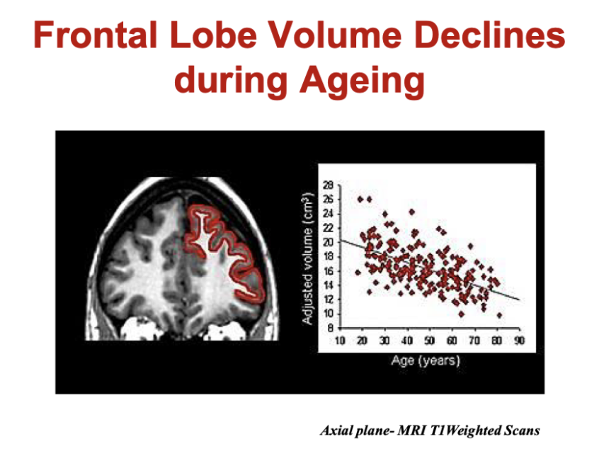 <p>frontal lobe volume declines during ageing </p>