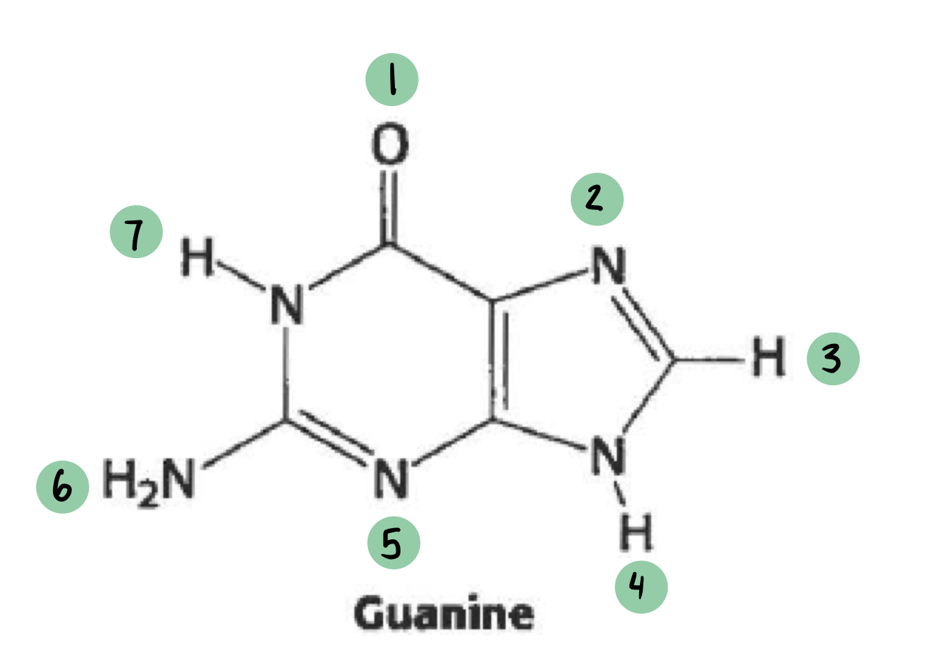 <p>which of these have a 𝛿- and which have a 𝛿+ (not all will have a charge)</p>