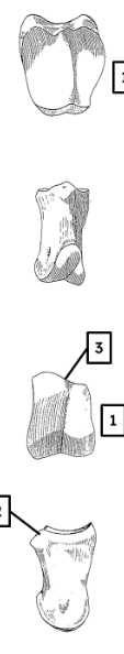 <p>identify with features </p>
