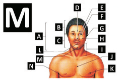 <p>chin</p>