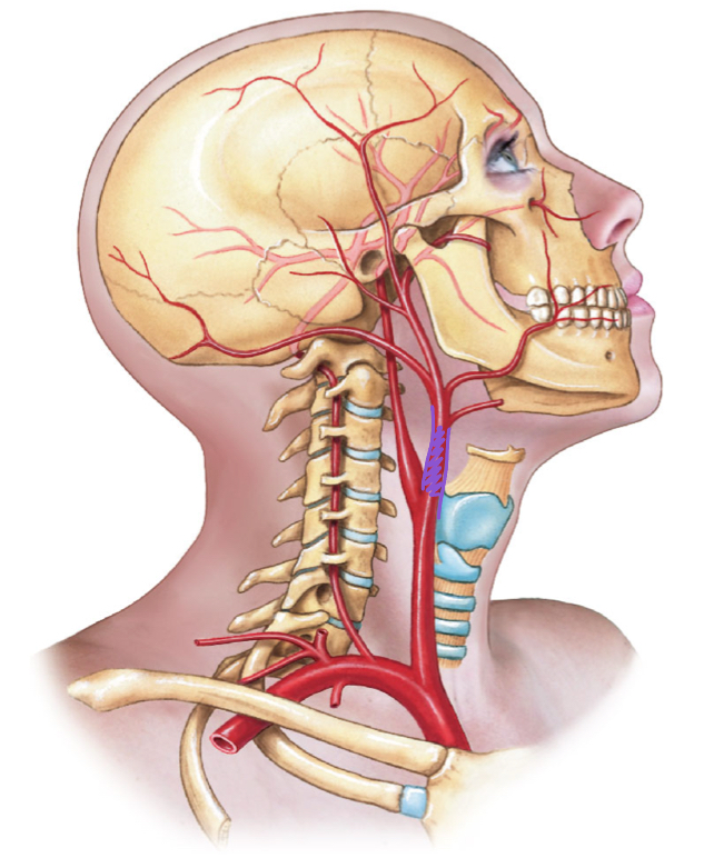 <p>diagram </p>