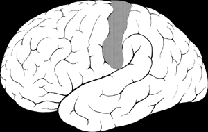 <p>what brodmann area(s)</p>