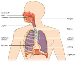 <p>The conducting zone and the respiratory zone.</p>
