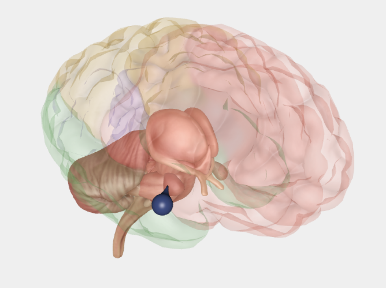 <p>En samling af neuroner foran hippocampus, i medial temporallappen, der er involveret i emotionelle processer (fx frygt).</p>